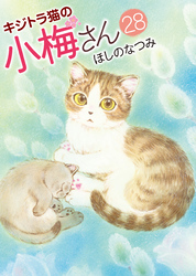 キジトラ猫の小梅さん（28）